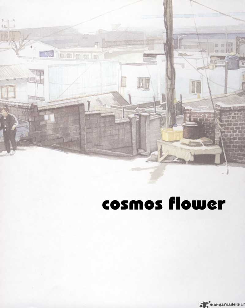 cosmos_flower_1_11
